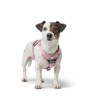 Harnais pour Chien Hunter DIVO UP Rose S/M