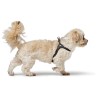 Harnais pour Chien Hunter SOHO MINI Noir XS/S