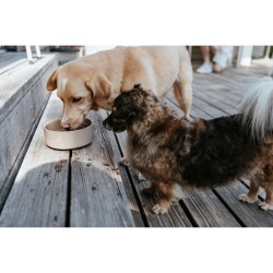 Mangeoire pour chiens Hunter OSBY Beige Céramique 350 ml