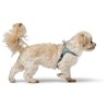 Harnais pour Chien Hunter SOHO MINI Bleu