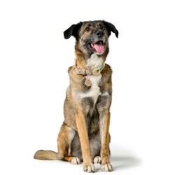 Collier pour Chien Hunter Malia Vert S/M 35-44 cm