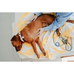 Collier pour Chien Hunter MALIA M Bleu 12 40-49 cm