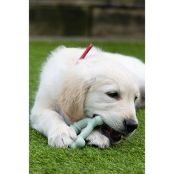 Jouet pour chien Nylabone SENSORY TACTILE RING Vert Beurre de cacahuètes Poulet S