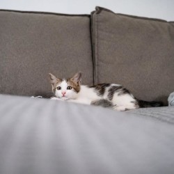 Stop griffes adhésif - TYROL - x24