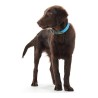Collier pour Chien Hunter Convenience Turquoise (23-31 cm)