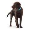 Collier pour Chien Hunter Convenience Turquoise (33-41 cm)