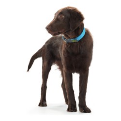 Collier pour Chien Hunter Convenience Turquoise (28-36 cm)