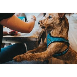 Harnais pour Chien Hunter 37-42 cm Noir XS-S Anthracite