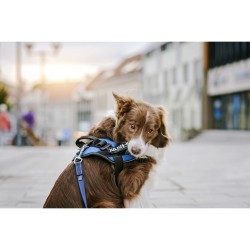 Étiquettes pour harnais Julius K9 151698 L 2 Unités